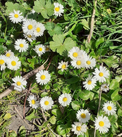 goddess dance mother natuur moeder aarde vrouwelijkheid buikdans amsterdam madeliefjes